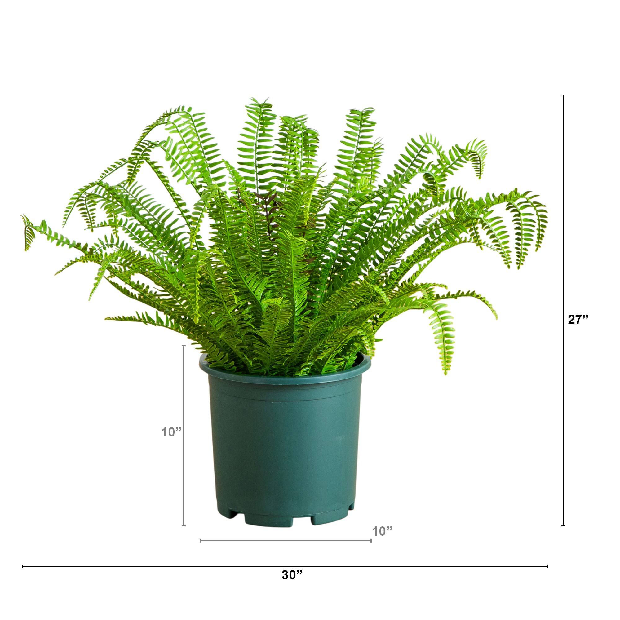 27in. UV Resistant Artificial Boston Fern Plant with Real Touch Leaves (Indoor/Outdoor)